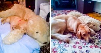 17 Pets That Fell in Love With a Toy and Wouldn’t Part From It for the World