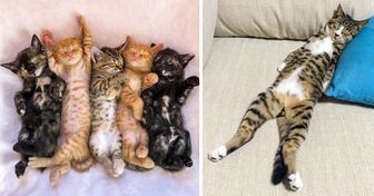 32 Cats Who Look So Cozy, They’ll Make Us Want to Curl Up and Take a Nap