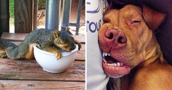 22 Lazy Animals Who Make a Sloth Look Like the Energizer Bunny