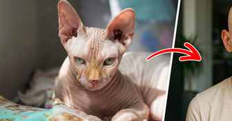 What 10 Popular Cat Breeds Would Look Like If They Were Human