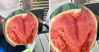 19 Finds From Nature That Truly Tricked Our Brains