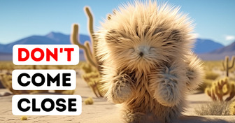 If You See a Teddy Bear in the Desert, Run Away From It!