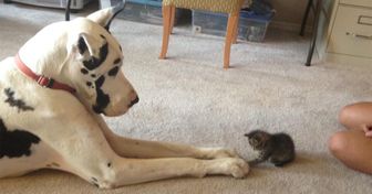 24 Tender Photos of Cats and Dogs Who’ve Learned What It Means to Love