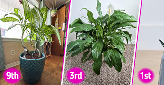 10 Houseplants to Avoid to Keep Your Kids Safe