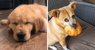 A Guy on Twitter Rates Dogs So Hilariously, It Brought Him 7 Million Followers
