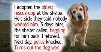 15 Real Animal Shelter Moments That Prove Strong Compassion Always Guides Rescue Dogs and Cats Home to Happiness