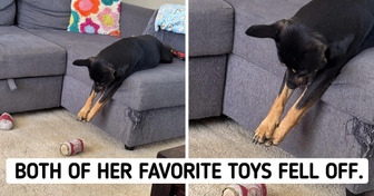 16 Pets Who Are More Spoiled Than Actual Royalty