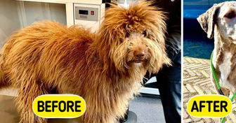 16 Dogs Who Got the Ultimate Grooming Glow-Up