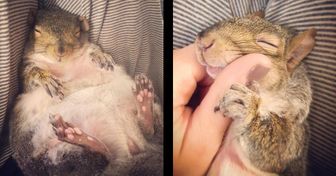 A Man Rescued a Baby Squirrel From Death, and Now the Whole Internet Is in Love With It