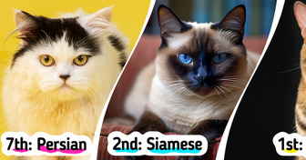 8 Cat Breeds That Are Not Ideal for First-Time Cat Owners