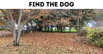 Test: Find the Hidden Animal or Object and Prove You Have an Eagle Eye