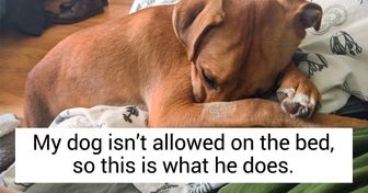 18 Hysterical Sights People Woke Up to Thanks to Their Quirky Pets