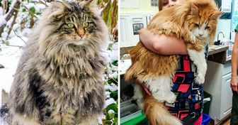 29 Photos Explaining Why the Internet Went Crazy Over Maine Coons