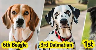 8 Dog Breeds That Aren’t Suited for Beginner Owners