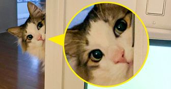 21 Special Cat Moments That Were Just Begging to Be Captured in a Picture