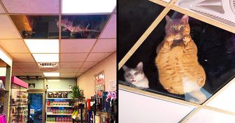A Taiwanese Grocer Installed a Clear Ceiling to Keep an Eye on His Cats and Got Unexpected Results