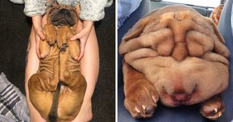 20+ Shar-Pei Photos Proving That Wrinkles Are Actually Very Cute