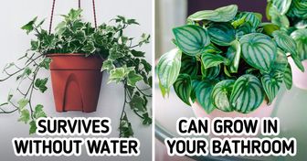 15 Low-Maintenance Plants That Can Turn Anyone Into a Green Thumb