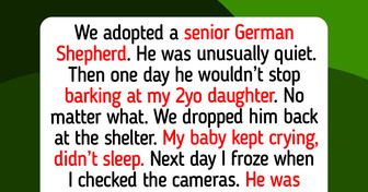 12 Animal Shelter Moments That Teach Us Why Every Life Deserves a Second Chance