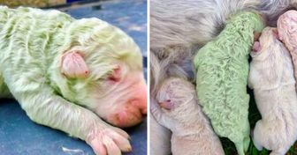 Meet Pistachio, a Green Puppy That Was Born in Italy Two Years Ago