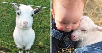 Goats Can Recognize Emotions and Are Attracted to Smiling, Happy Faces