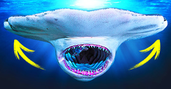14 Sharks Want to Eat You Up in 3 Seconds