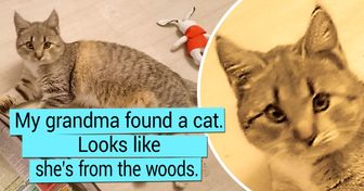 20 Warm Facts Proving That We Don’t Choose Cats, It’s They Who Adopt Us