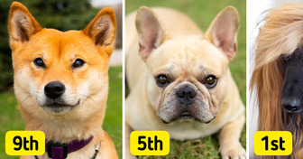 Top 10 Dog Breeds That Bark Less and Are Low Maintenance