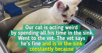 15 Photos That Prove Living With a Cat Is Better Than Watching an Oscar-Winning Comedy