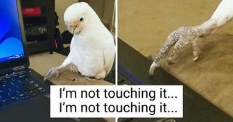 20+ Darling Birds That Are as Sweet and Joyful as Children