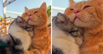 16 Animals in Love That Could Even Melt a Frozen Heart