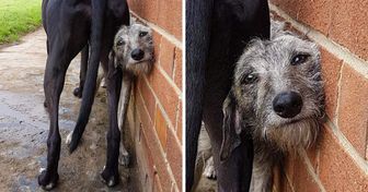 20+ Pets That Left Us With Too Many Questions About Their Behavior
