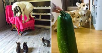 23 Amusing Dogs Who Turned Out to Be Cute Cowards
