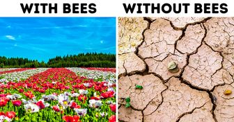 Why Bees Are So Important and What We Can Do to Prevent Them From Disappearing