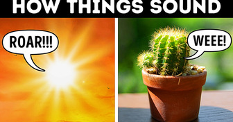 Your Cactus Screams at You + Other Sounds You Can’t Hear