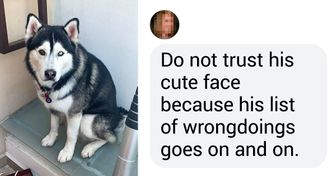 20+ Bright Side Readers Shared the Crazy Things Their Pets Did While They Were Away