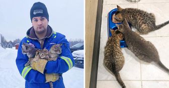 A Man Saves 3 Kitties Who Were Frozen to the Ground with Nothing but a Cup of Coffee