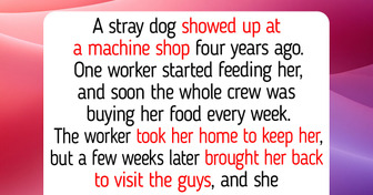 13 Therapy Dogs and Working Dogs With Real Jobs, Like a Shop Dog Who Wouldn’t Go Home