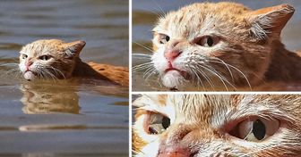 20 Cats That Look So Angry, You Don’t Want to Mess With Them
