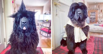 A Huge Dog Gets a New Hairstyle Every Day While His Owners Are Working From Home