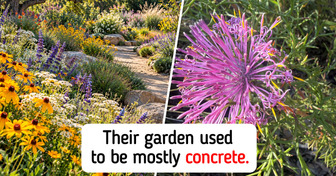 Happy Couple Planted About 2 Dozen Native Wildflowers Outside Their Home; 3 Years Later, Their Garden Is Inspiring Their Neighbors
