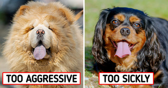 Veterinarians Reveal 8 Dog Breeds They’d Personally Never Own