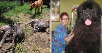 20+ Animals Whose Size Is Out of This World