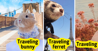 14 Pets Whose Family Vacations Ended in Acts of Kindness, From a Bride’s Stolen Bouquet to a Parrot at a No-Pets Motel