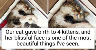 15 Animals Whose Emotions Speak Louder Than Their Purrs, Barks, and Chirps