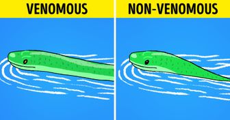 What to Do When You See a Snake and How to Tell If It’s Venomous