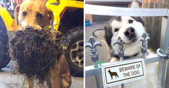 28 Hilarious Dogs Who Do Everything to Earn the Title of “Good Boy”