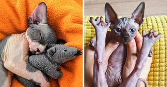 20+ Sphynx Babies That Can Charm Even Those Who Don’t Like Cats