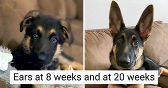 25+ Times German Shepherds Proved That No Other Dog Breed Can Take Their Place in Our Hearts