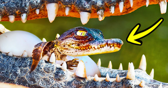 Crocodiles ’Hire’ Babysitters to Protect Their Nests